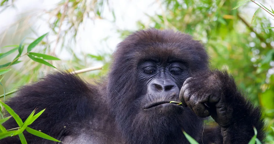 A mountain gorilla among the green vegetation in Rwanda
